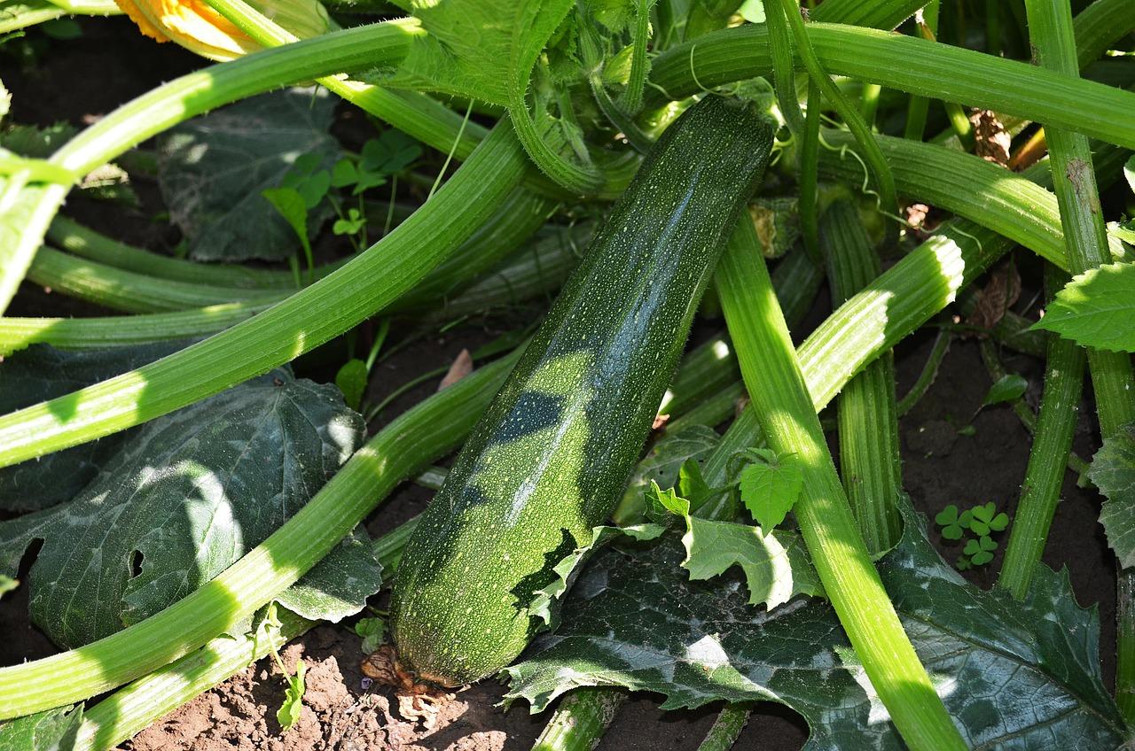 Copenhagen Gardeners Master Zone 8a Vegetable Timing Year-Round